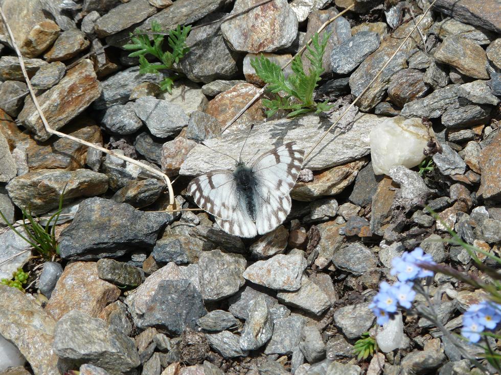 Farfalle Ortles-Cevedale-Stelvio